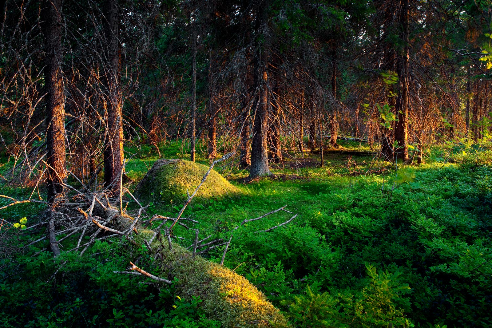 Auringonnousu metsässä