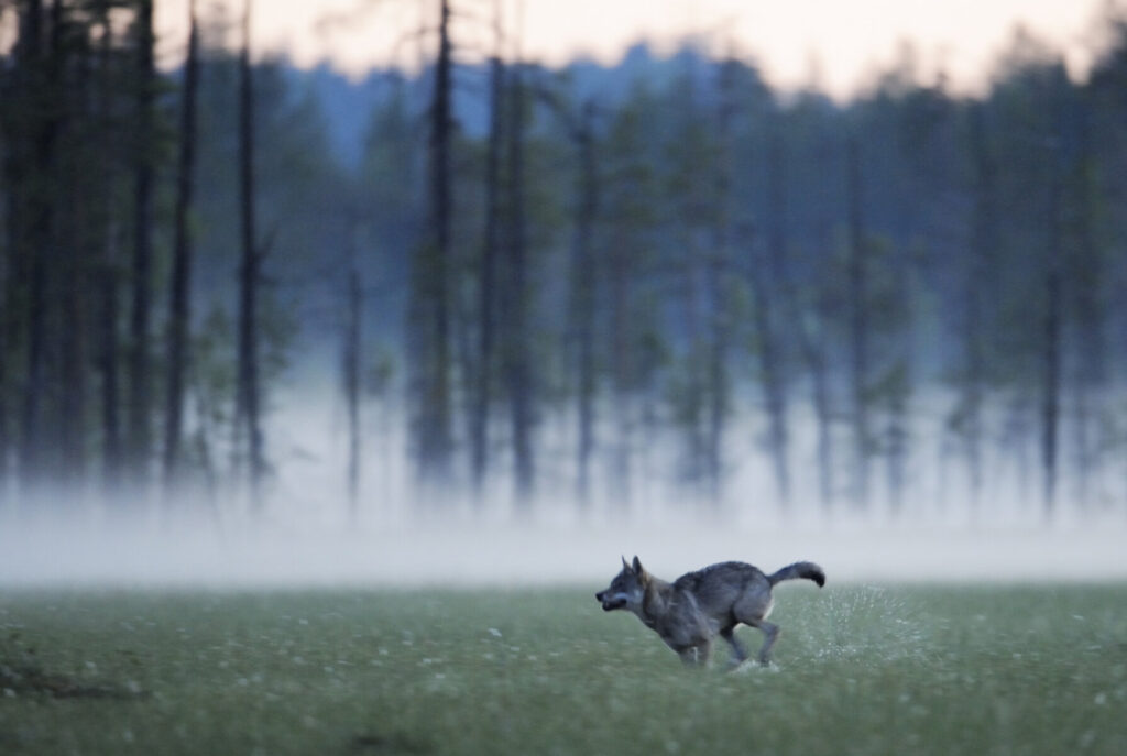 Wolf_Wild Taiga_Arctic Lakeland Finland